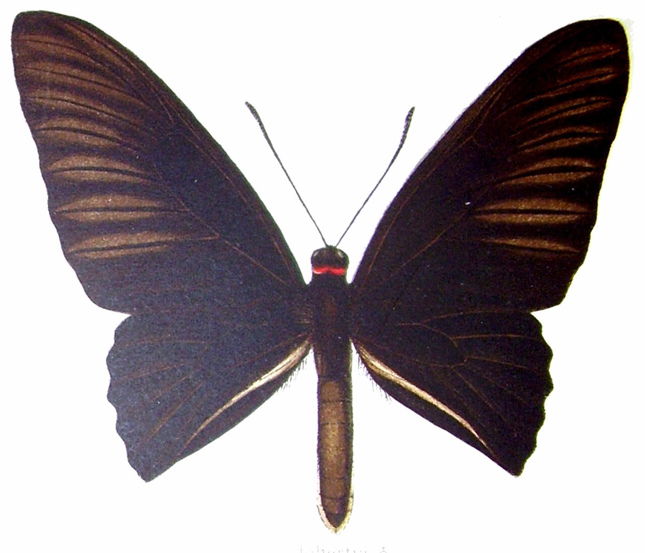 Troides dohertyi.jpg