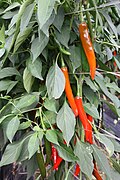 Red (ripe) chili peppers