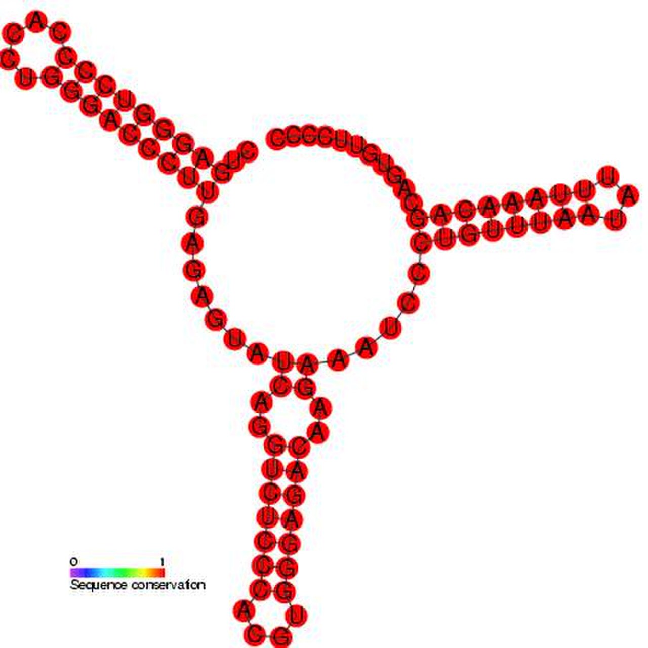 RF00183.jpg