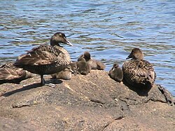 Small eider creche: three adult females over six ducklings at Biddeford Pool, Maine