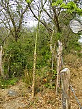 Ceiba tree at O Parks, WildLife, and Recreation, El Ostional, Nicaragua