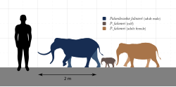 Size comparison of Palaeoloxodon falconeri, a dwarf elephant species from Sicily and one of the smallest elephantids known