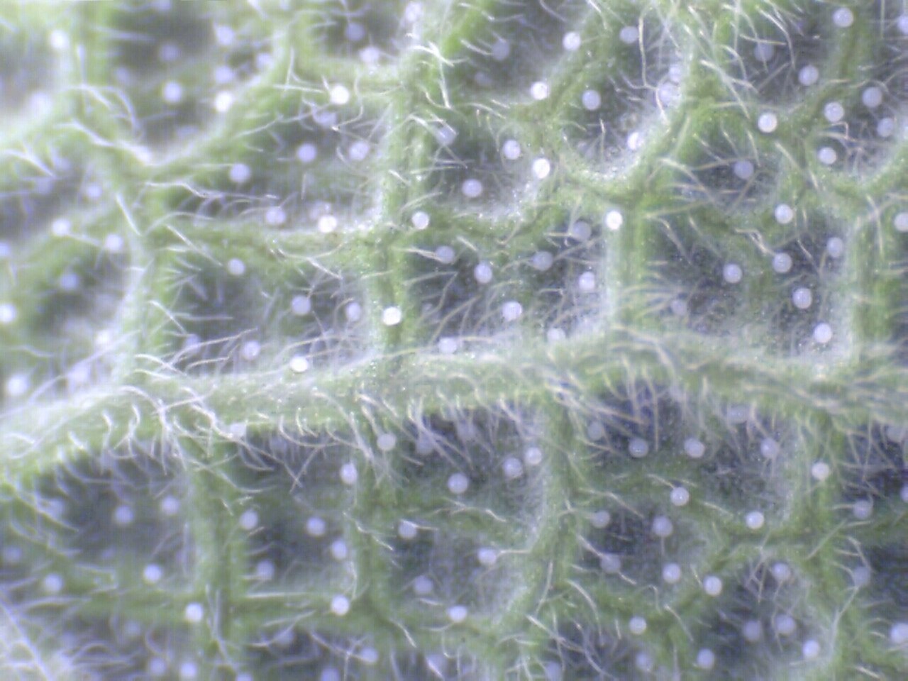 Salvia officinalis close up bottom.jpg