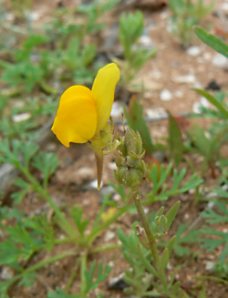 Linaria amethystea subsp. broussonetii