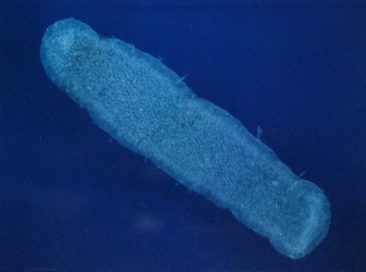 Pyrosoma atlanticum.JPG