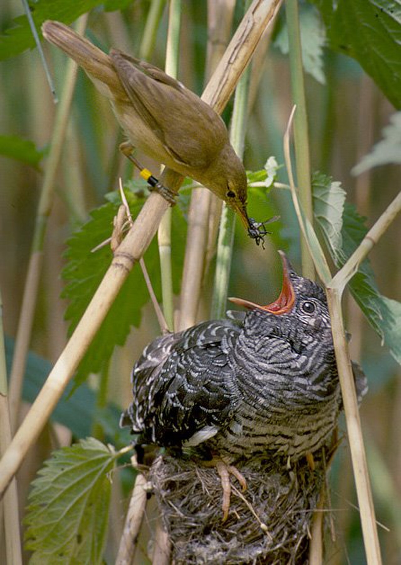 Reed warbler cuckoo.jpg