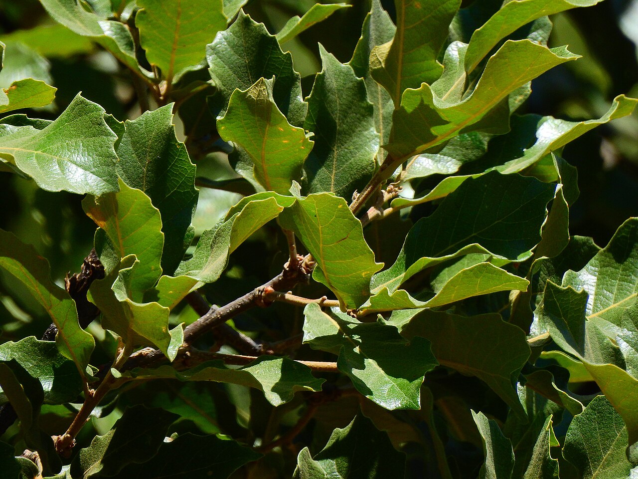 Quercus Potosina.jpg
