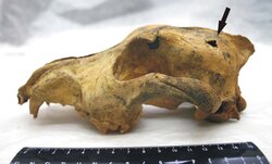 The 33,500 year old skull of the "Altai dog"