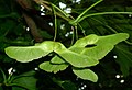 Fruit (samara): note the flat seed capsule and the angle of the "wings"