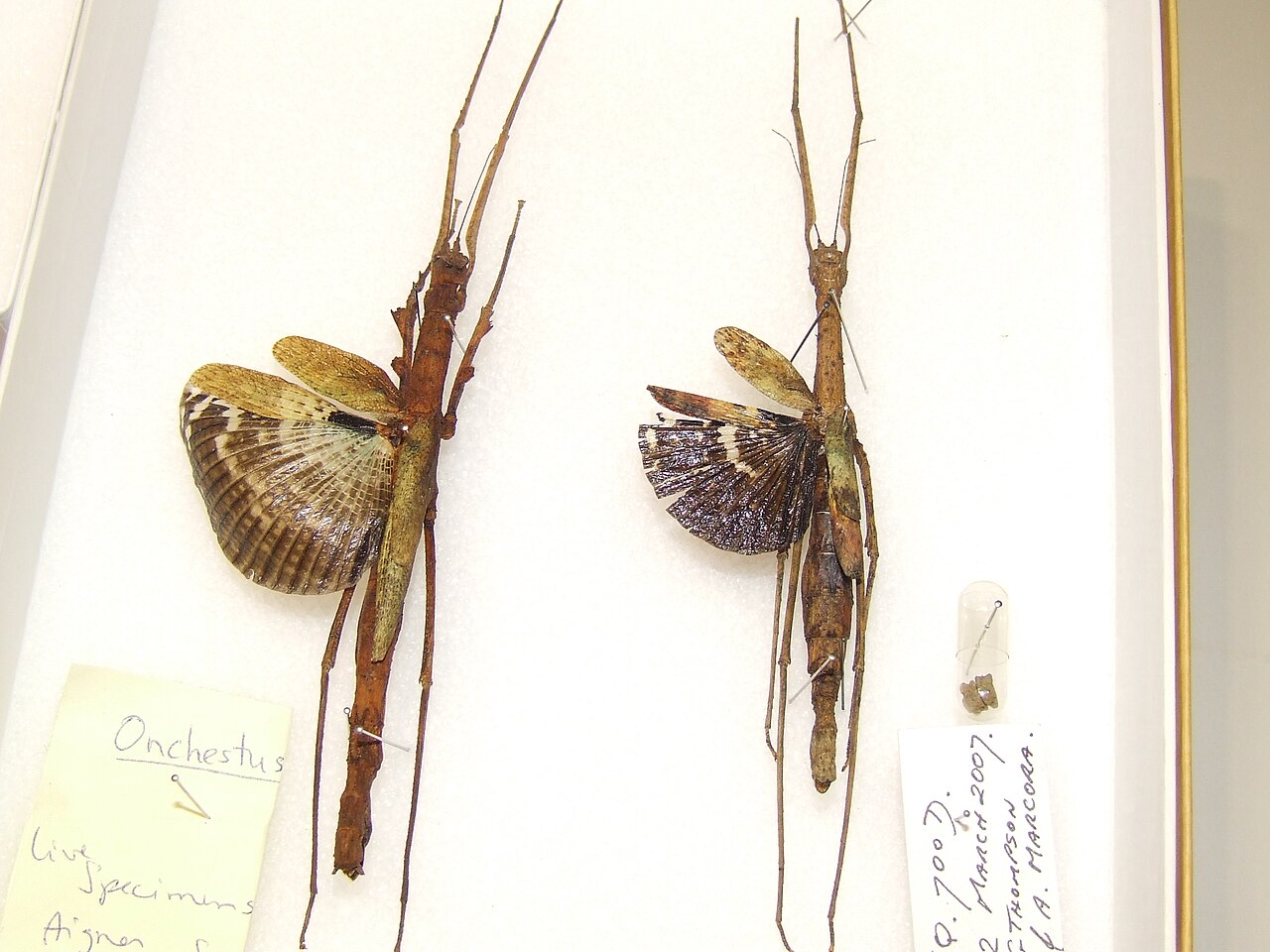 Onchestus rentzi.JPG