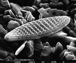 Nitzschia kerguelensis