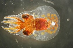 Octopus paralarva