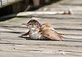 Marsh wren sunbathing
