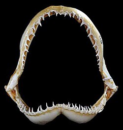 Jaws