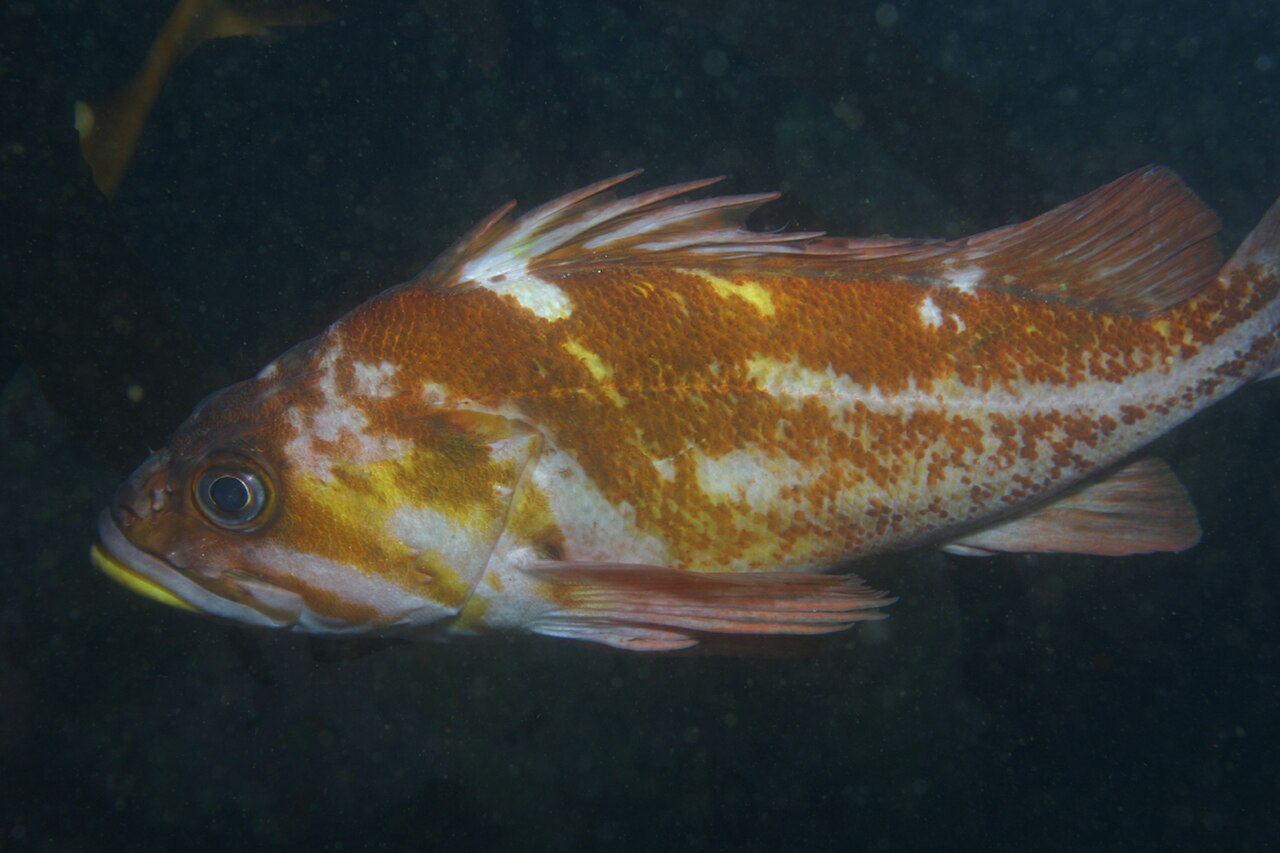Sebastes caurinus.jpg