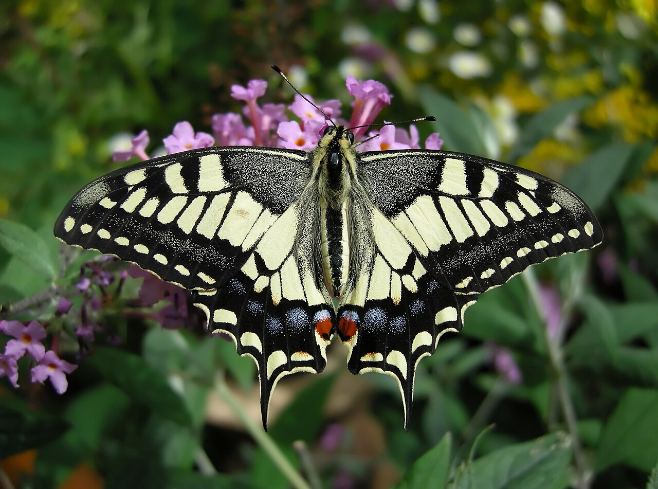 Thomas Bresson - Machaon-1 (by) edit.jpg