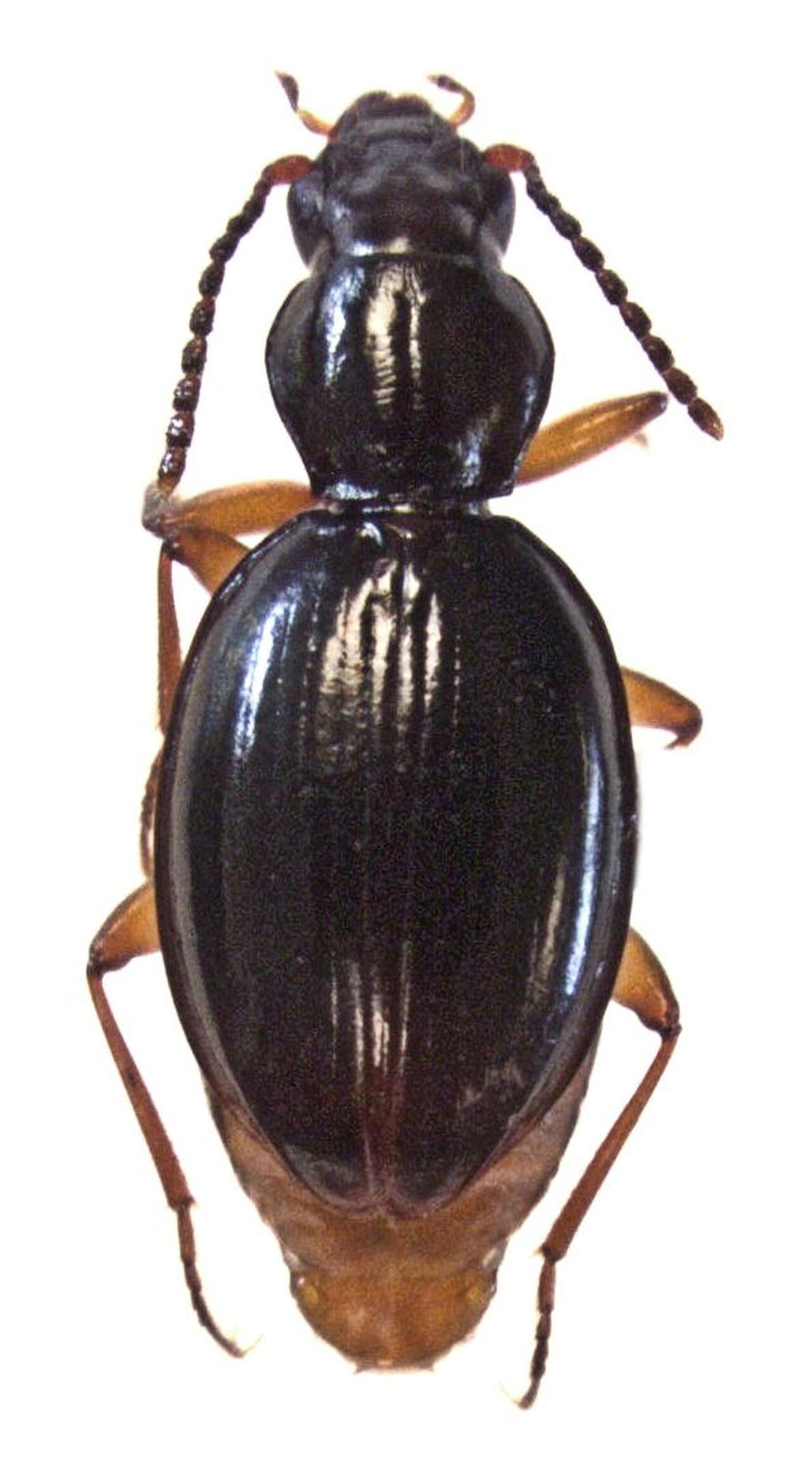 Oopterus clivinoides.jpg