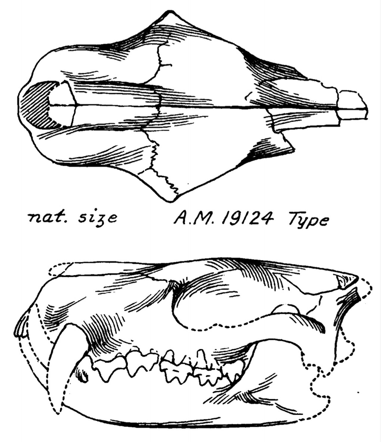 Didymoconus colgatei skull and jaws.jpg
