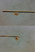 Two fighting spiders of approximately equal size and weight are placed at opposite ends of a bamboo skewer