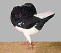 Black pied