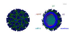 The Chikungunya virus structure at atomic resolution has been constructed utilising UCSF Chimera software
