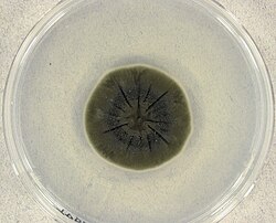 Cladosporium sphaerospermum, a radiotrophic fungus first described in 1886.