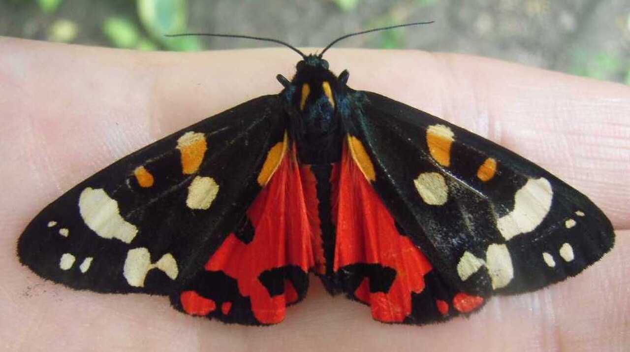 Callimorpha.dominula.jpg
