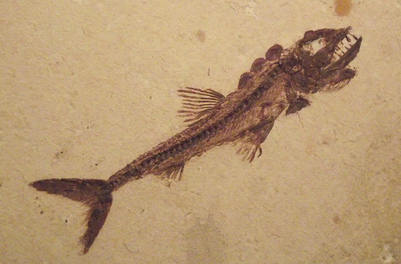 Eurypholisboissieri.jpg