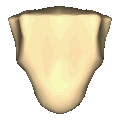 Shape of a xiphoid process (animation)