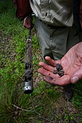 A researcher's right hand holds out a thin metal sediment corer containing wetland soil from Morrow Mountain. The left hand holds out small bits of soil in the foreground of the image.