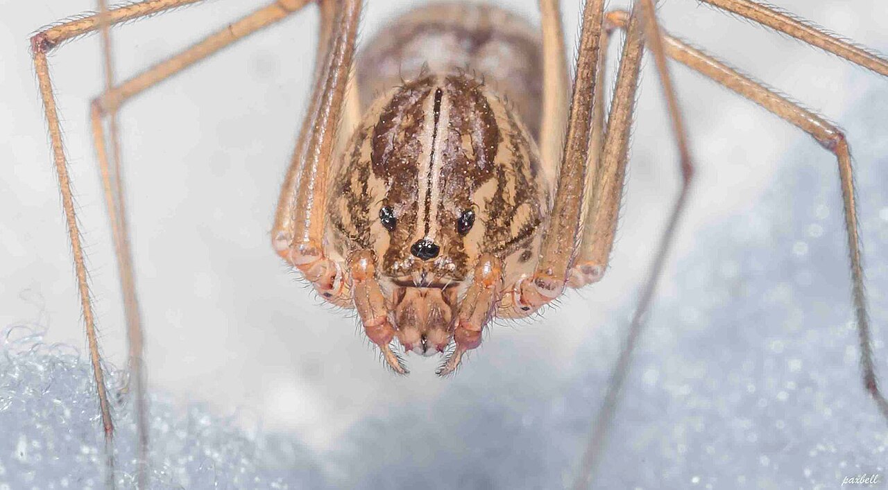 Scytodes sp04.jpg
