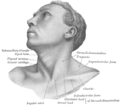 Anterolateral view of head and neck.