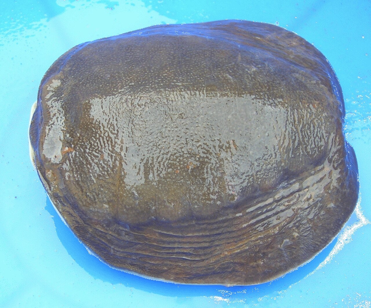 Lissemys punctata3.jpg