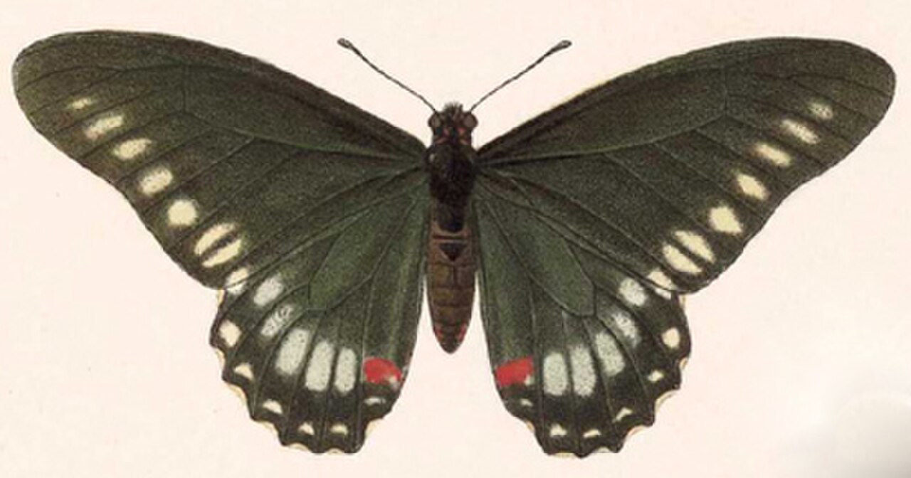 BCA – Mimoides phaon phaon.jpg