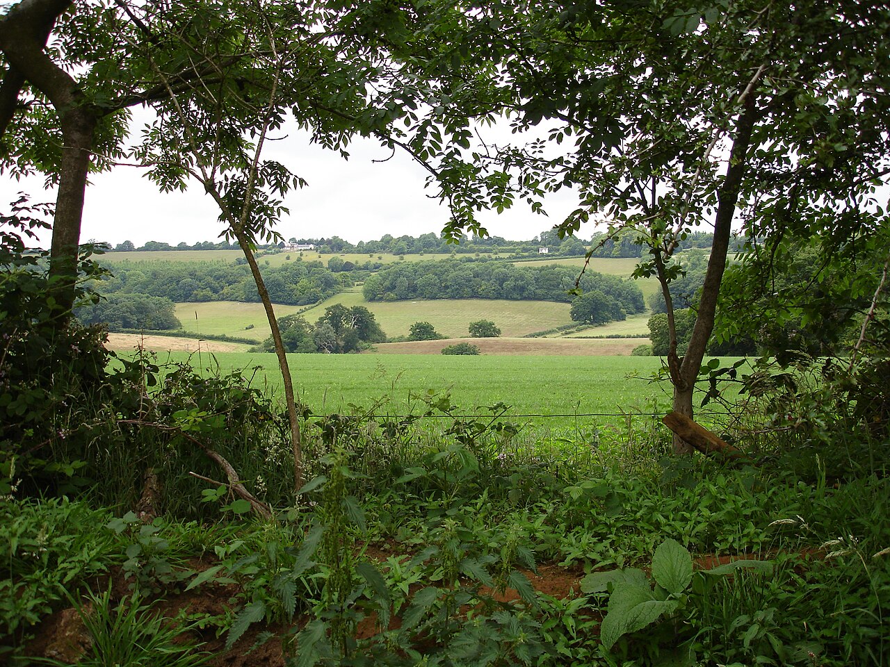 North downs way seen from puttenham.jpg