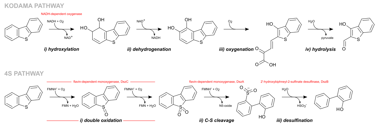 Sufur-pathway.svg