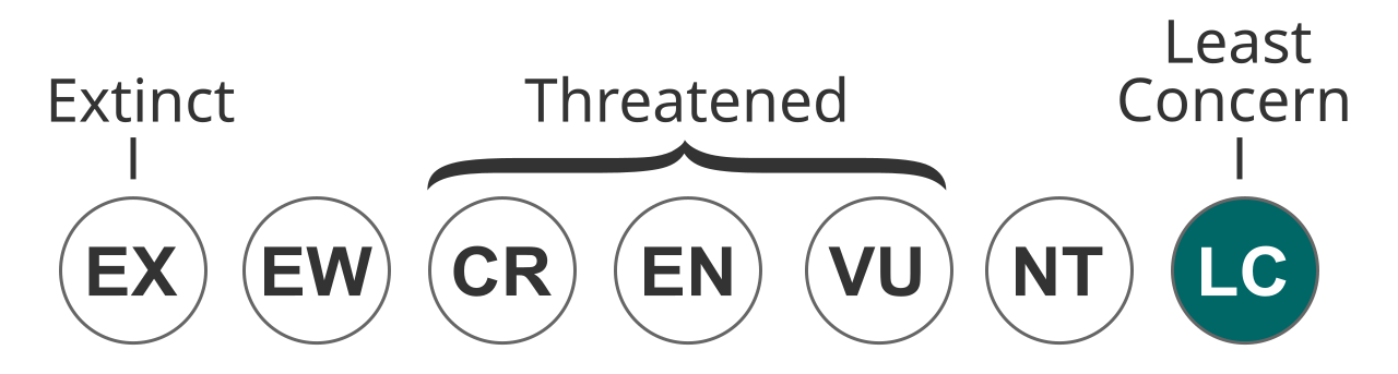 Status iucn3.1 LC.svg