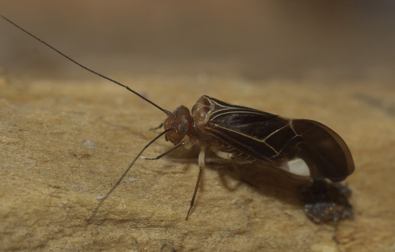 Cerastipsocus venosus P1010380a.jpg