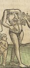 A blemmyae in the 1544 wodcutt in the Cosmographia of Sebastian Münster