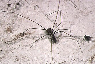 Smeringopus pallidus female with egg sac
