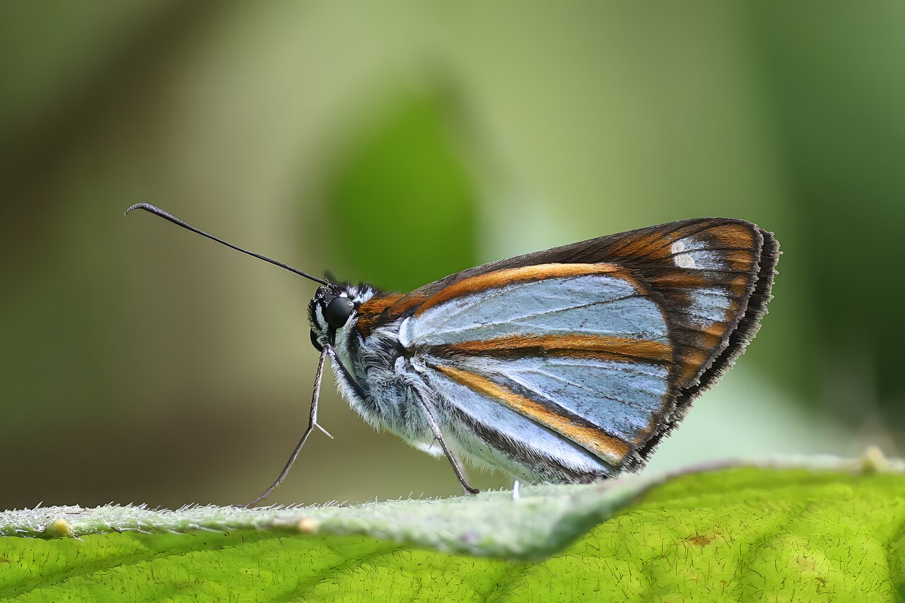 Coryna skipper (Vettius coryna coryna) underside Caldas.jpg