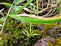 Eriocaulon - emergent