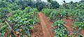 Longshot view of an Edayur Chilli farm