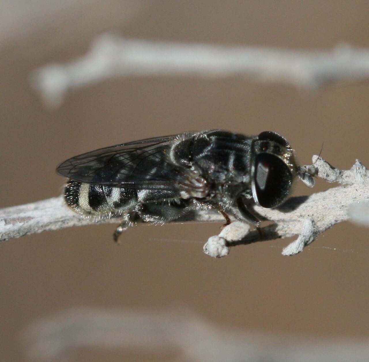 Eumerus cf. latitarsus.jpg